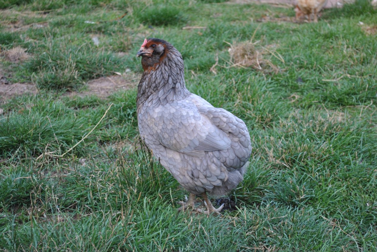Araucana - Heinis Hühner