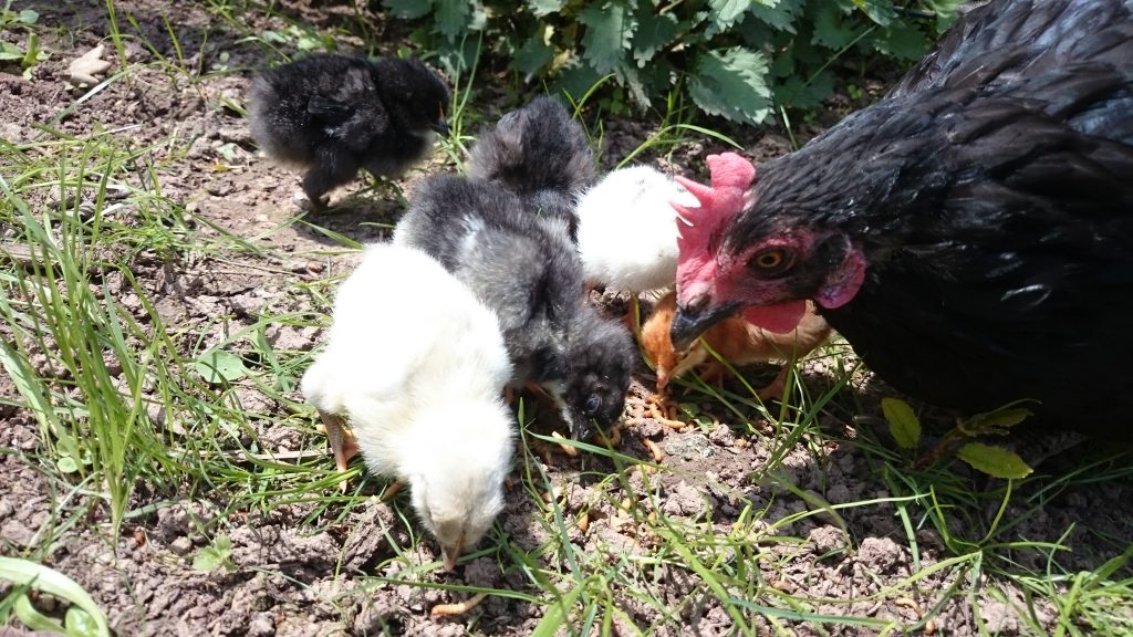 Adoption im Hühnerstall
