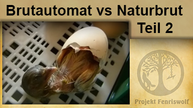 Brutautomat vs. Naturbrut 2