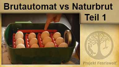 Brutautomat vs. Naturbrut