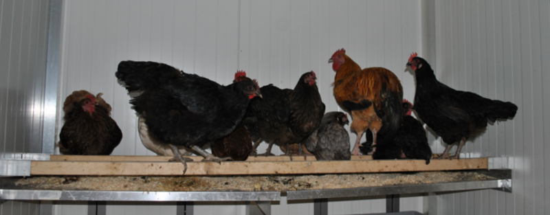 Hühner im Stall